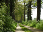 Opperveldsweg